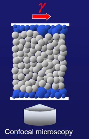 Confocal microscopy model of colloidal particles under shear